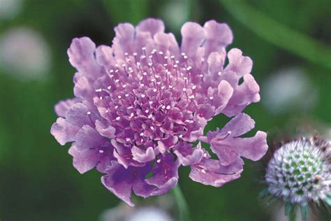 More Scabiosa Columbaria Varieties Archives Danziger