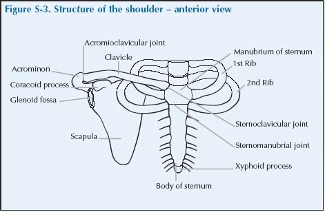 Last update february 25, 2021. The Shoulder | Global Alliance for Musculoskeletal Health