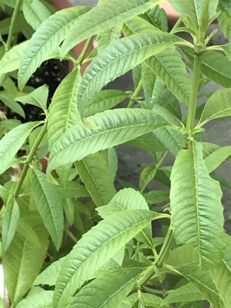 Lemon Verbena Growing And Using