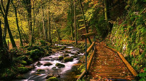 Algae Covered Stones Rocks River Water Stream Autumn Trees Forest Wood