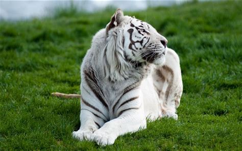 Wallpaper White Tiger Front View Rest Grass 3840x2160 Uhd 4k Picture