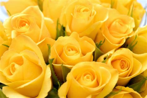 صورة باقة ورد صفراء جميلة صور ورد وزهور Rose Flower Images