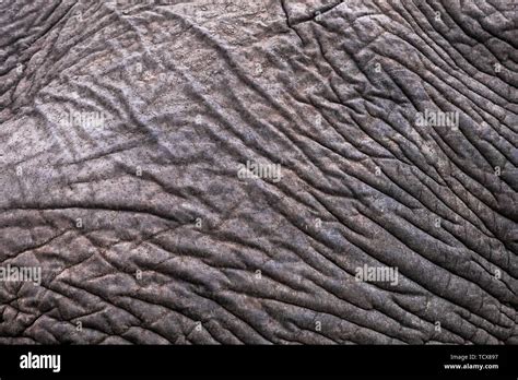 Elephant Wrinkled Leather Skin Pattern Close Up Abstract Safari Theme