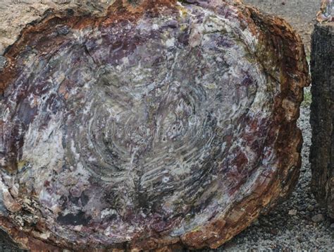 Petrified Wood In A Log From The Petrified Forest National Park Stock