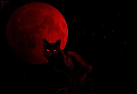 Black Cat Red Moon Foto