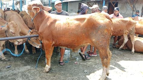 24 JutaHamil 5 Bulan Sapi Indukan Limousin Jumbo Harga Babon