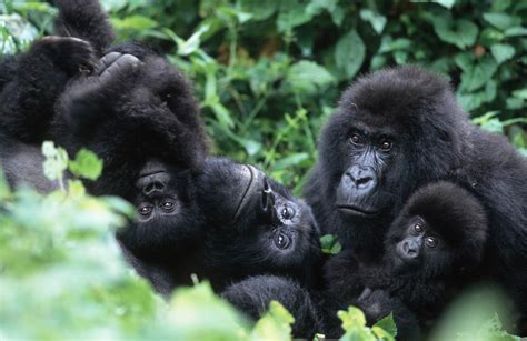 Mountain Gorillas Are Friendly With Some Neighbors