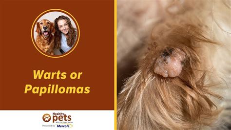Warts Or Papillomas Symptoms And Treatments Youtube Warts Dog
