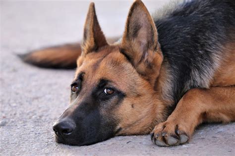 German Shepherd Dog Breed Facts And Information The Dog