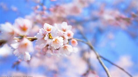 Give your home a bold look this year! Sakura Flower Wallpaper ·① WallpaperTag