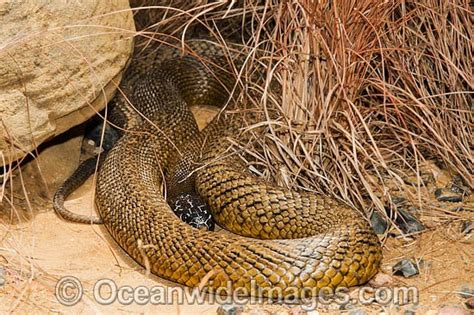 Fierce Snake Oxyuranus Microlepidotus Photo Image