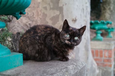 Kitty Cat Outside Free Stock Photo Public Domain Pictures