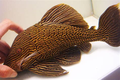Gold Royal Pleco L 027 Panaque Nigrolineatus Tropical Fish Keeping