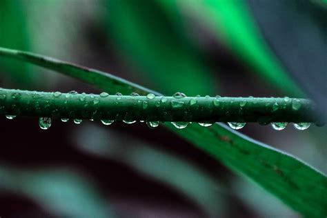 Close Up Dew First Rain Grass Green Hd Wallpaper Leaf Nature