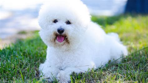 Bichon Frise - Pet Central by Chewy