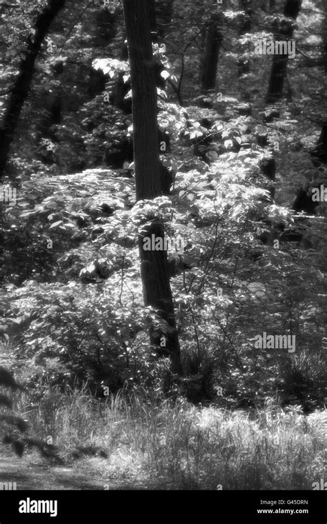 Black And White Misty Forest Stock Photo Alamy
