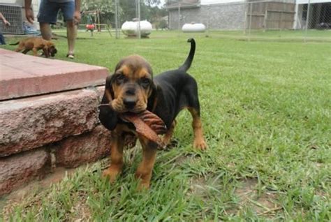 Check out our bloodhound puppy selection for the very best in unique or custom, handmade pieces from our mugs shops. Reallly Cute Bloodhound Puppies, They are Very Playful and ...