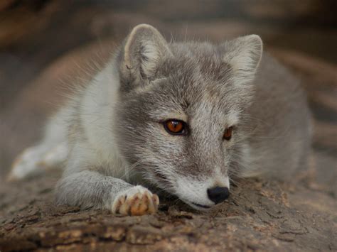 The Online Zoo Arctic Fox
