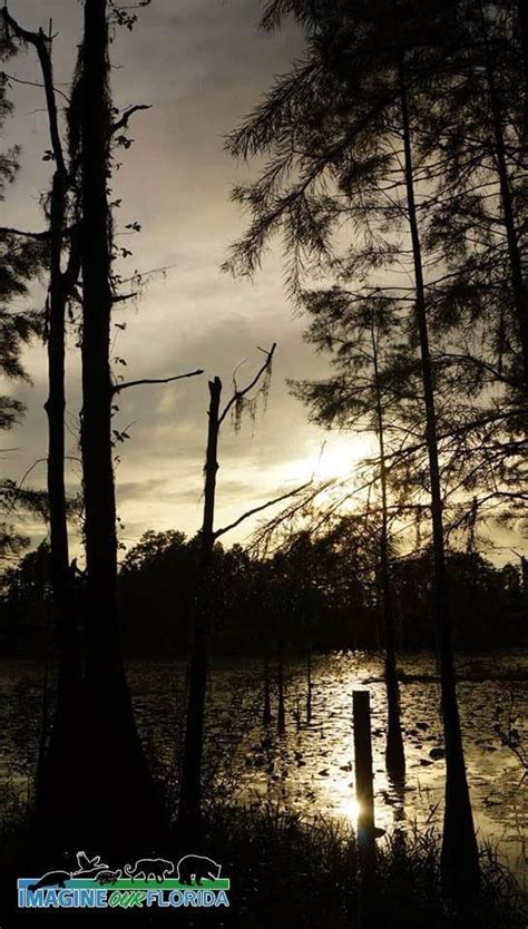Campsites for cars and primitive cabins available. Jay B. Starkey Wilderness Park | Imagine Our Florida, Inc