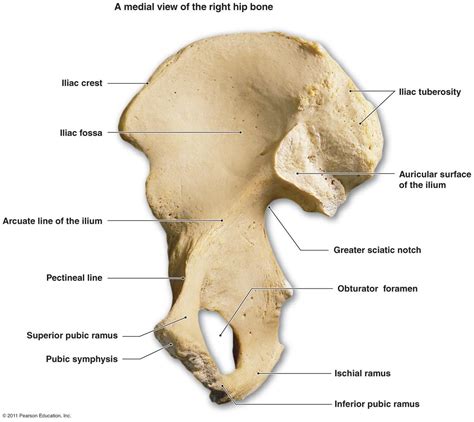 Anatomy Images Pelvis Anatomy Hip Bones