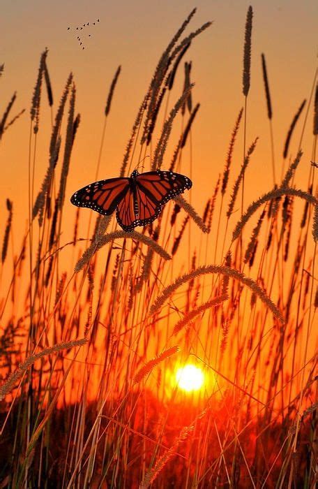 Butterfly In The Glowing Sunset And Birds Flying Above A Moment Of