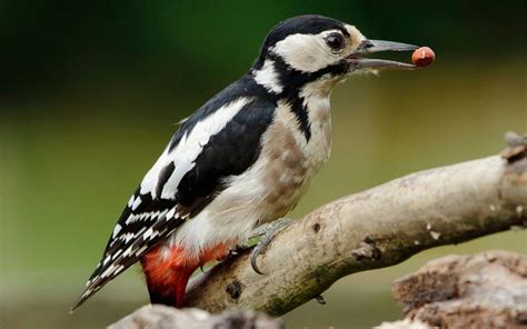 Soundscapes A Greater Spotted Woodpecker At Coles Lane Farm This Is