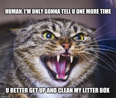 27 Funny Memes Angry Cat Factory Memes