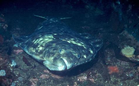 Npfmc To Review 50 Percent Cut On Halibut Bycatch