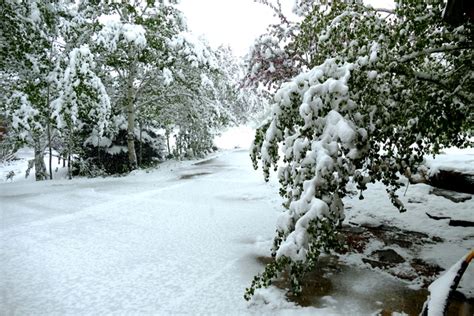 How To Protect Trees Shrubs Damaged During A Snowstorm
