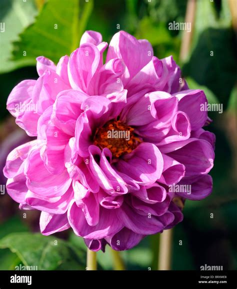 Dahlia Paris Dark Pink Flowers Compound Capitulum Inflorescence Stock