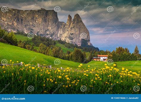 Alpe Di Siusi Resort With Spring Yellow Flowers Dolomites Italy Stock