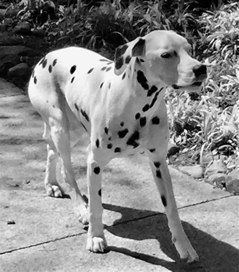 Pin By Holman Forrestt On Daisy The Dalmatian Pets Animals Dog Cat