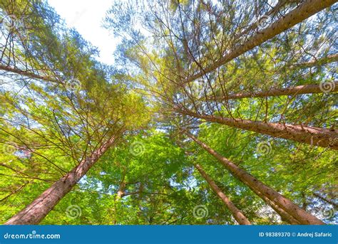 Trees In A Forest From Below Low Angle Perspective Stock Photo Image