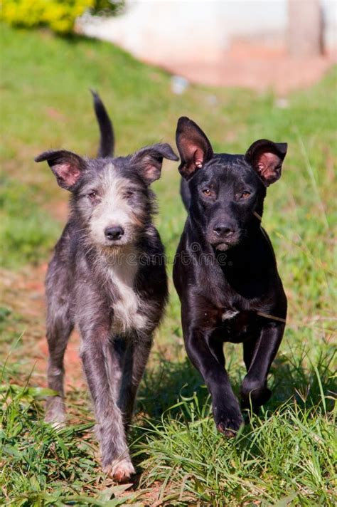 Two Dogs Walking Together Stock Photo Image Of Friendship 27908150