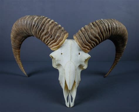 Alpine Mouflon Ram Horns And Skull Ahs57 Antlers Horns And Skulls