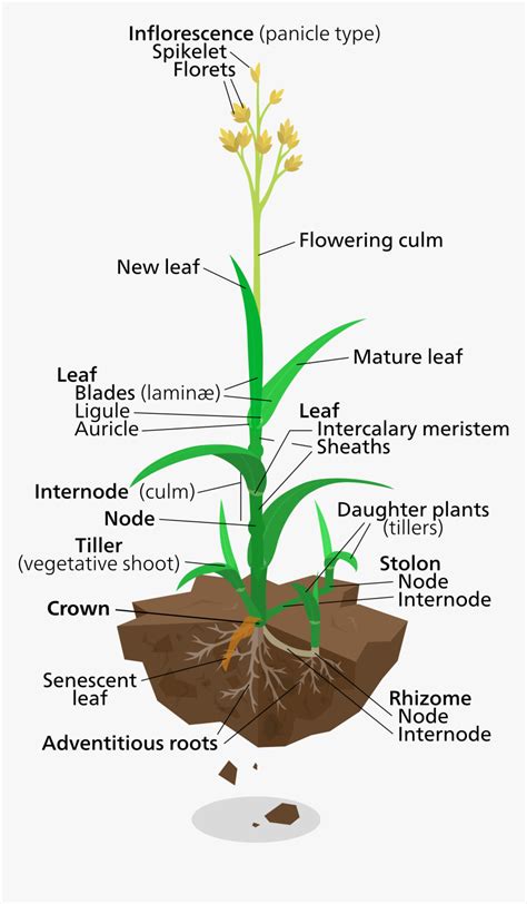 Anatomy Of Rice Plant