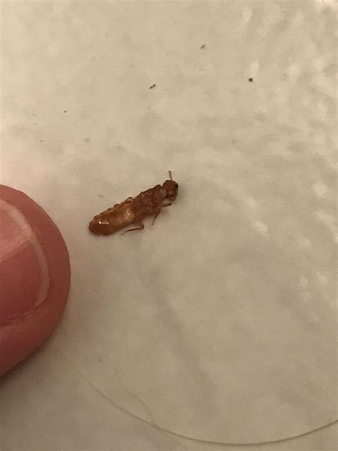 Are These Termites I Found About 10 Dead On My Bathroom Floor They Do