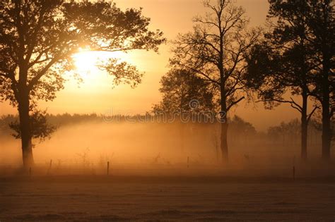 Sunrise Over Foggy Meadow Stock Image Image Of Trees Hoogeloon 533791