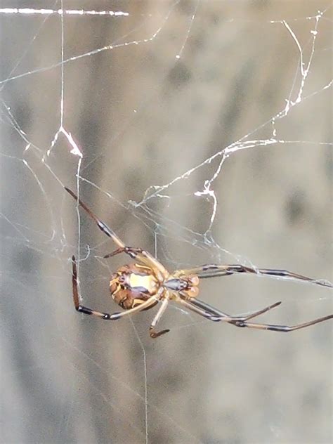 Latrodectus Geometricus Brown Widow Usa Spiders