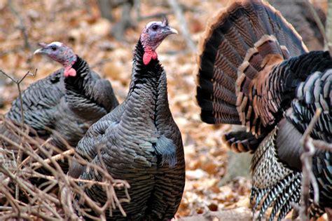 Michigans Wild Turkeys Mackinac State Historic Parks Mackinac