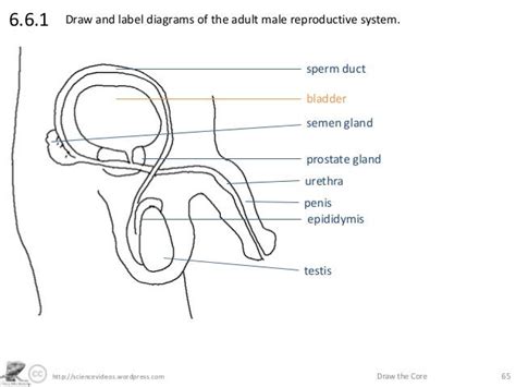Male Anatomy Diagram Unlabeled Male Reproductive System Diagram