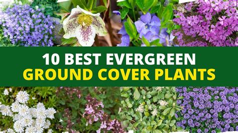 10 Best Evergreen Ground Cover Plants 🌻 Youtube