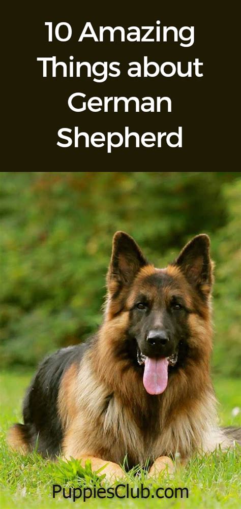10 Amazing Things About German Shepherd German Shepherd Facts German