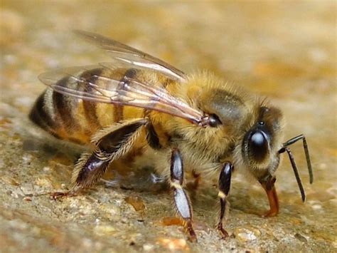 Races Breeding Lines Windowbee Indoor Bee Keeping The Italian Bee