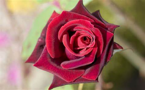 Deep Red Rose Wallpapers Hd Wallpapers Id 5683