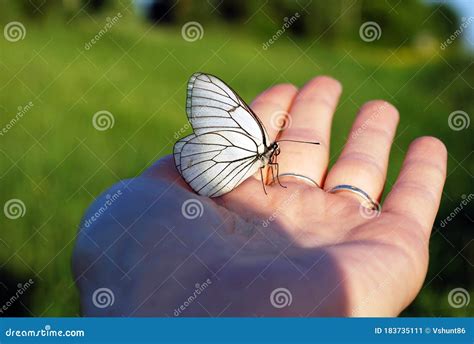 A Beautiful White Butterfly With Patterns On Its Wings Sits On The Palm