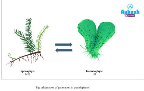 Alternation Of Generation In Pteridophytes Reproduction Life Cycle And Classification Aesl