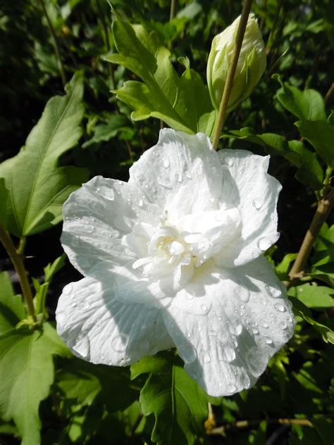 Hibiscus Syriacus White Chiffon Notwoodtwo Pbr D