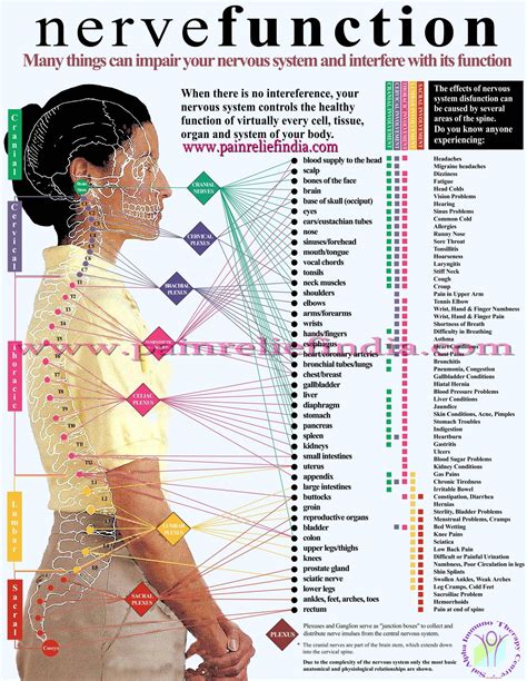 Chiropractice Nervous System Function Massage Therapy Osteopathy