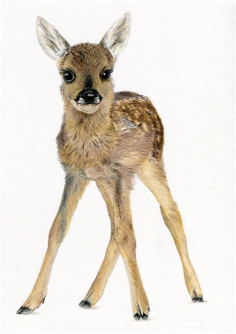 Fawn Baby Roe Deer Nursery Ltd Edit Art Drawing Prints 2 Sizes A4a3
